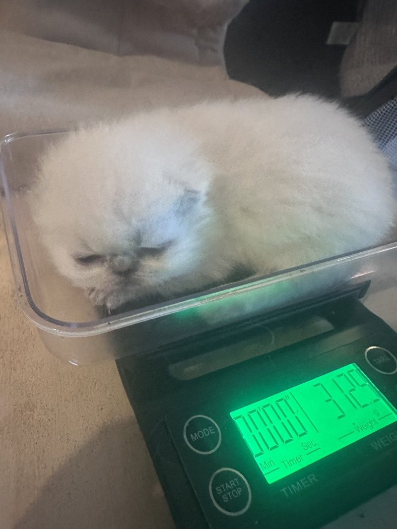 For Good Time Alfadhir Mâle Exotic Shorthair