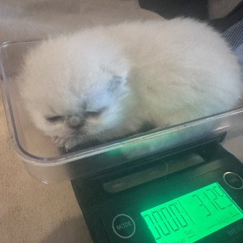 chaton Exotic Shorthair blue point Alfadhir For Good Time Cattery chaton Exotic Shorthair blue point Alfadhir For Good Time Cattery
