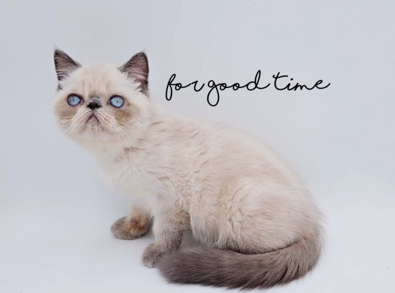 For Good Time Alfadhir Mâle Exotic Shorthair For Good Time Alfadhir Mâle Exotic Shorthair