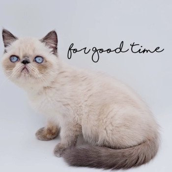 chaton Exotic Shorthair blue point Alfadhir For Good Time Cattery chaton Exotic Shorthair blue point Alfadhir For Good Time Cattery