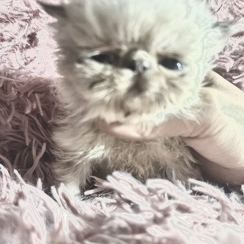 chaton Persan blue tortie point Audhumla For Good Time Cattery chaton Persan blue tortie point Audhumla For Good Time Cattery