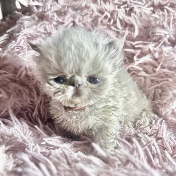 chaton Persan blue tortie point Audhumla For Good Time Cattery chaton Persan blue tortie point Audhumla For Good Time Cattery