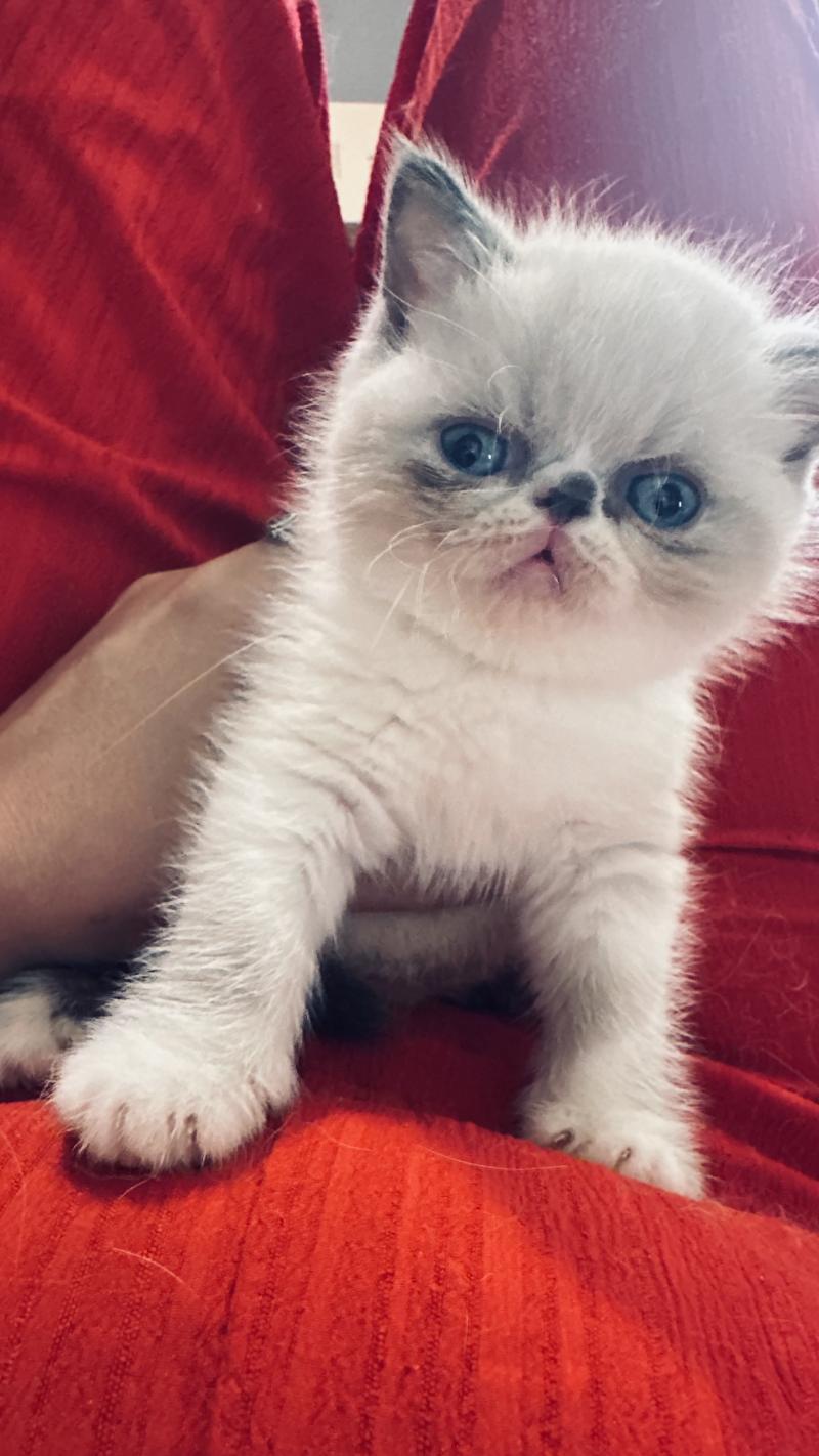 For Good Time Bifröst Mâle Exotic Shorthair