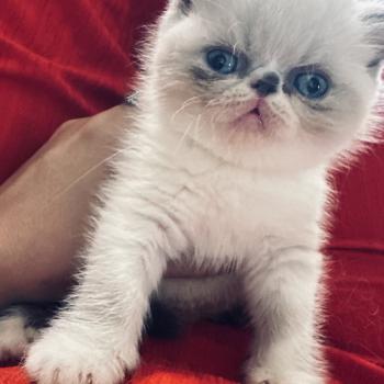 chaton Persan blue point Bifröst For Good Time cattery