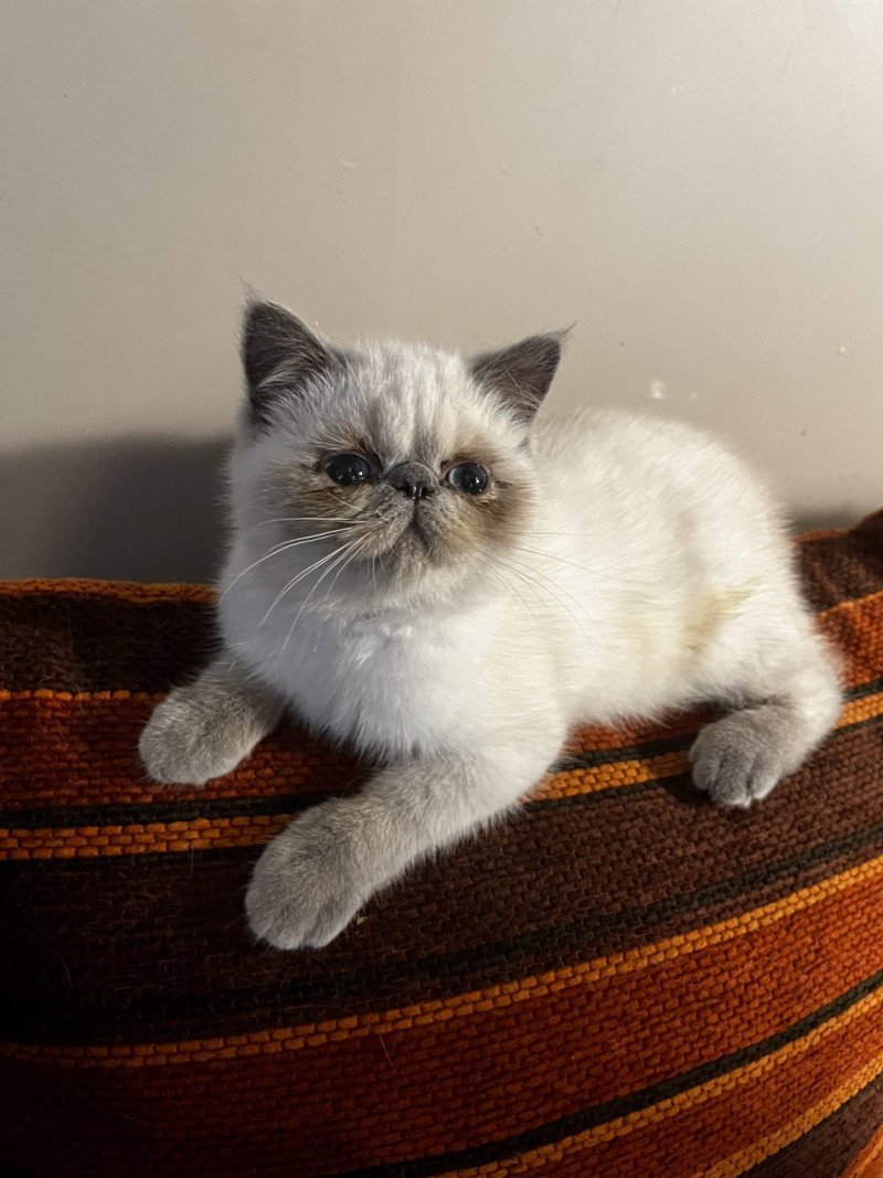 FOR GOOD TIME For Good Time Valhala Femelle Exotic Shorthair FOR GOOD TIME For Good Time Valhala Femelle Exotic Shorthair
