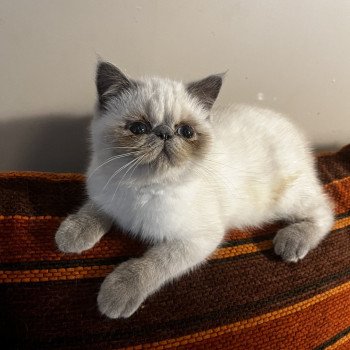 chat Exotic Shorthair blue point For Good Time Valhala For Good Time Cattery chat Exotic Shorthair blue point For Good Time Valhala For Good Time Cattery