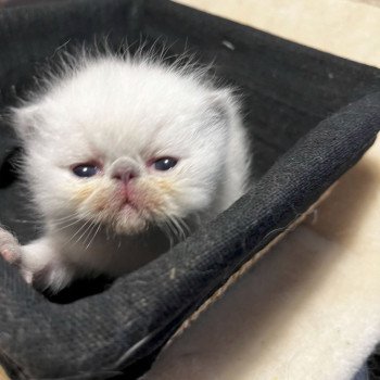 chaton Exotic Shorthair blue point Valhala For Good Time Cattery chaton Exotic Shorthair blue point Valhala For Good Time Cattery