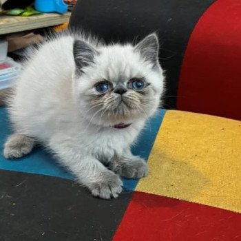 chaton Exotic Shorthair blue point Valhala For Good Time Cattery chaton Exotic Shorthair blue point Valhala For Good Time Cattery