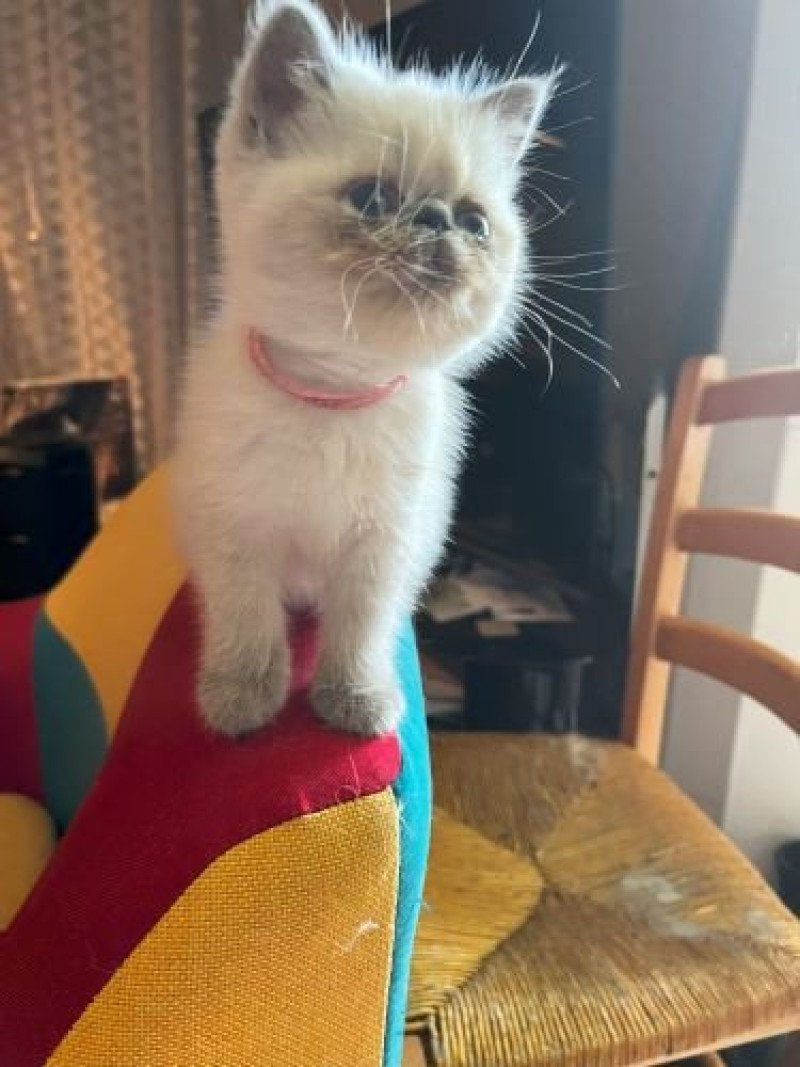 FOR GOOD TIME For Good Time Valhala Femelle Exotic Shorthair FOR GOOD TIME For Good Time Valhala Femelle Exotic Shorthair