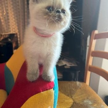 chaton Exotic Shorthair blue point Valhala For Good Time Cattery chaton Exotic Shorthair blue point Valhala For Good Time Cattery