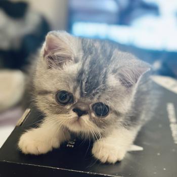 Mariage Umania ❤ Mini-Mémesse