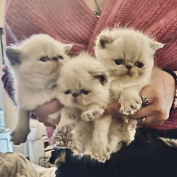 Mariage Valhala ❤ Mini-Mémesse